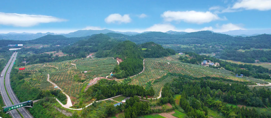 发展一个产业・造福一方百姓--四川中义油橄榄深耕东西部协作,助力乡村振兴