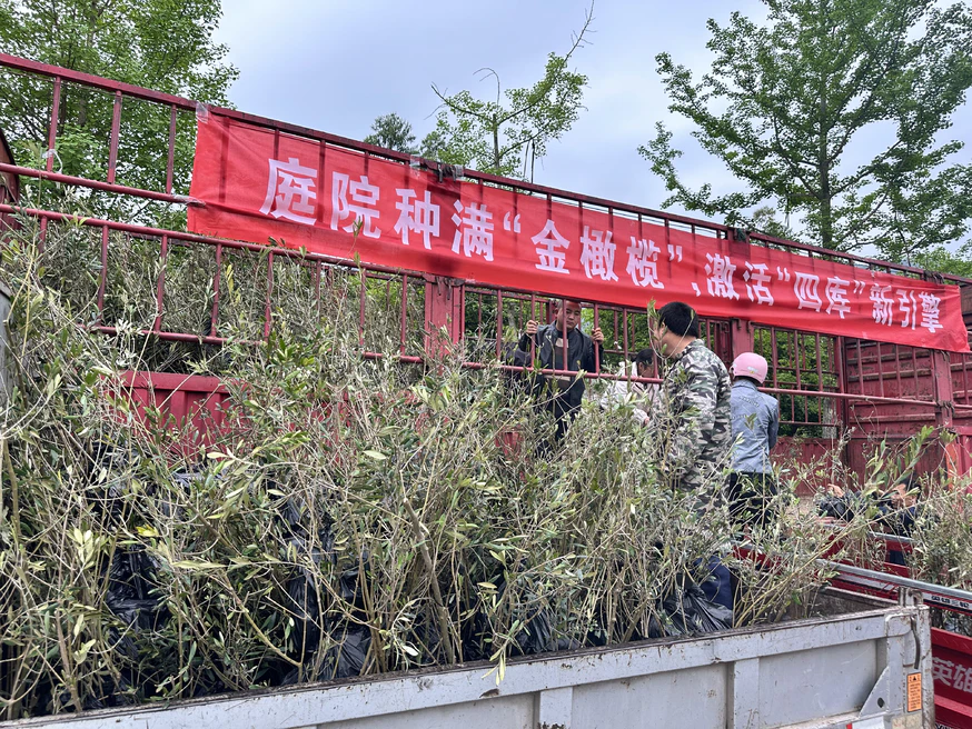 送苗下乡・助农增收|中义公司走进千佛镇免费发放油橄榄树苗